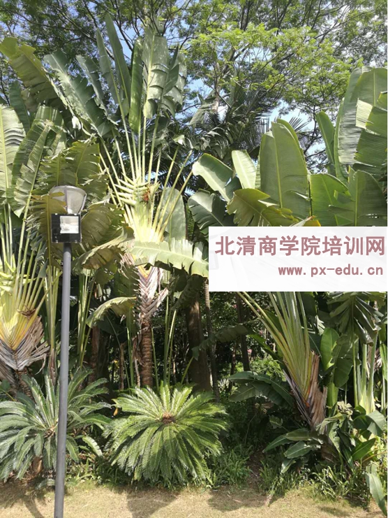 A区天鹅湖周边景色